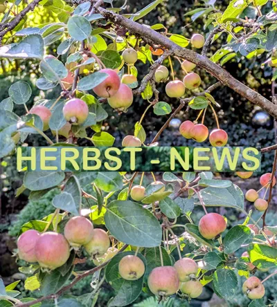 Herbstliche Äpfel auf einem Baum.